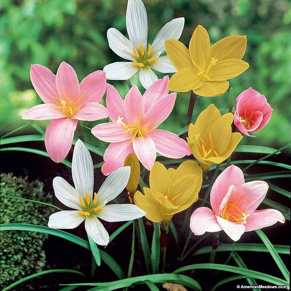 Rain Lily Seeds (Mixed Rain Lily Flower Seeds) - Colorful Blooms for Easy Garden Planting - Image 4