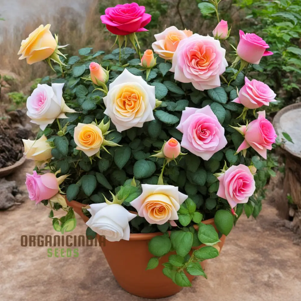 Blooming Diversity, Mixed Rose Flower Seeds, Non-GMO Varieties for Your Garden Delight - Image 3