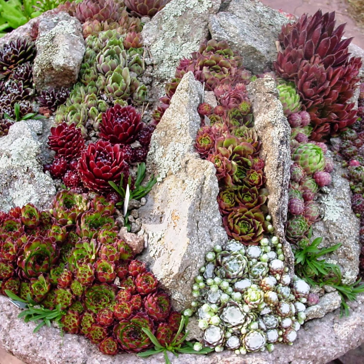 Sedum Seeds (Mixed Sedum Seeds) - Easy-Care Perennial for Containers and Ground Cover