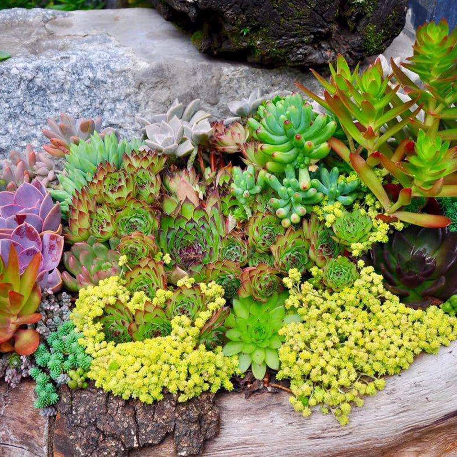 Sedum Seeds (Mixed Sedum Seeds) - Easy-Care Perennial for Containers and Ground Cover - Image 3
