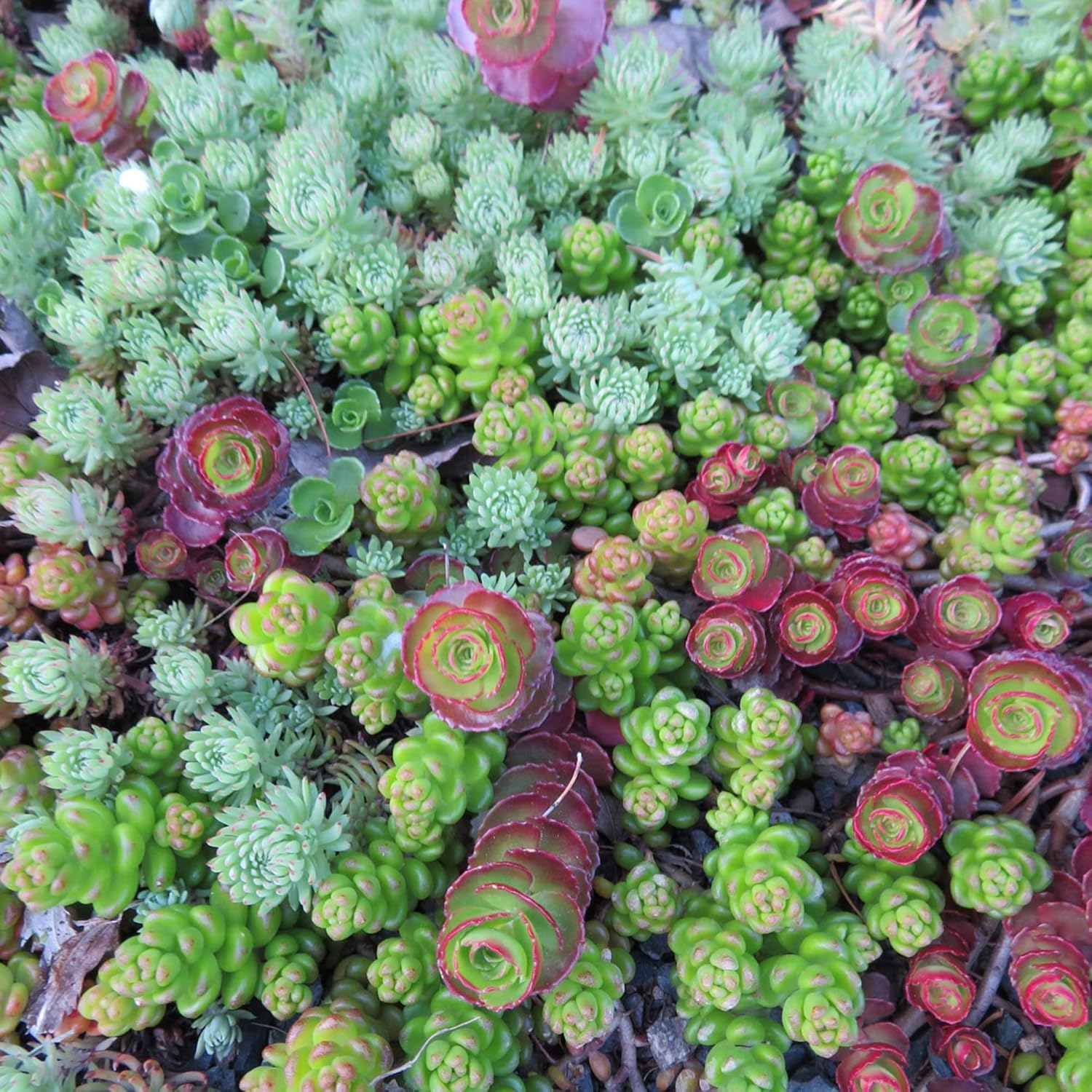 Sedum Seeds (Mixed Sedum Seeds) - Easy-Care Perennial for Containers and Ground Cover - Image 4