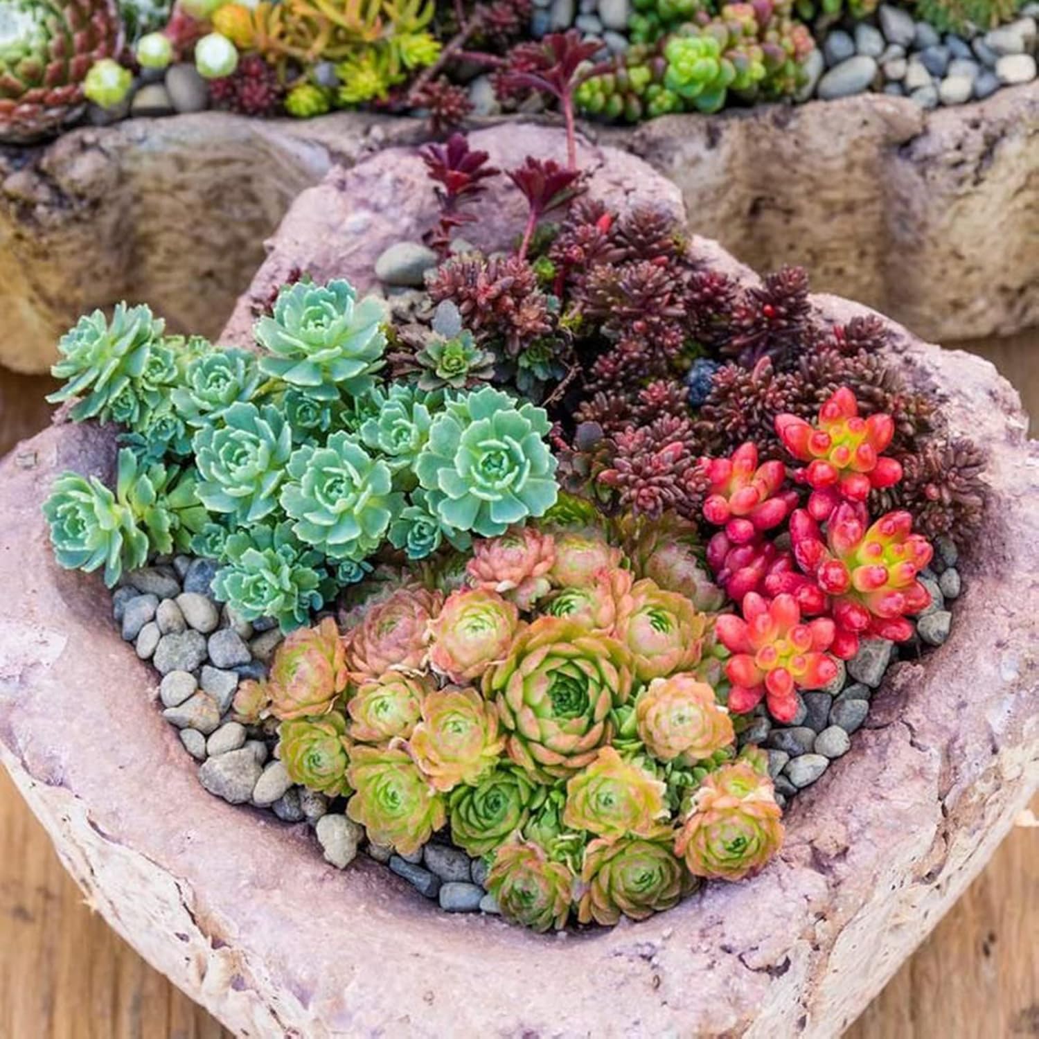 Sedum Seeds (Mixed Sedum Seeds) - Easy-Care Perennial for Containers and Ground Cover - Image 5