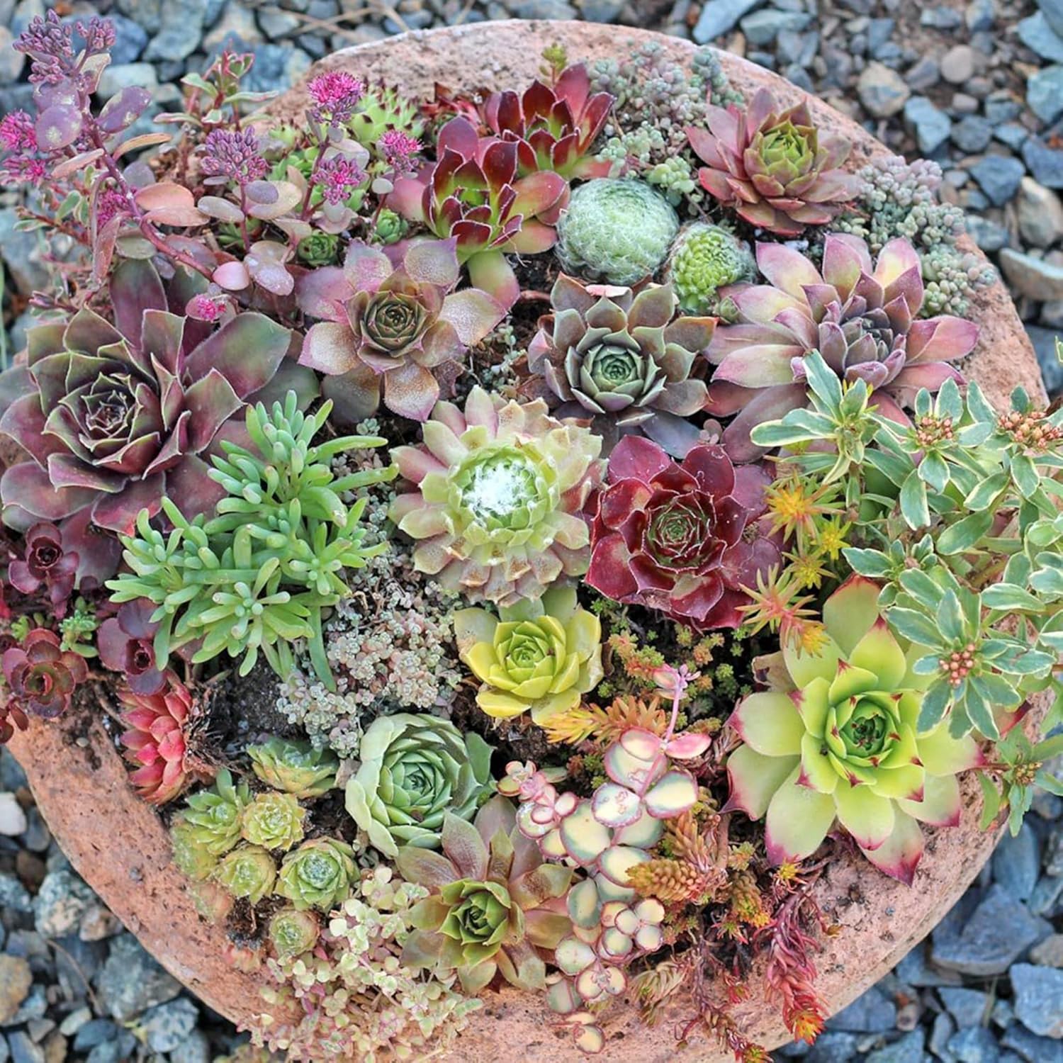 Sedum Seeds (Mixed Sedum Seeds) - Easy-Care Perennial for Containers and Ground Cover - Image 6