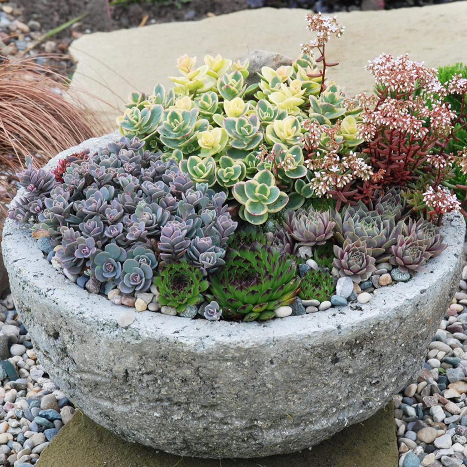 Sedum Seeds (Mixed Sedum Seeds) - Easy-Care Perennial for Containers and Ground Cover - Image 7