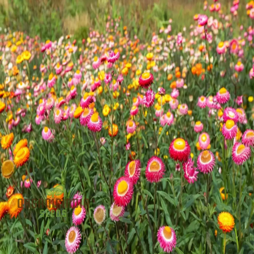 Mixed Strawflower Seeds for Vibrant Garden Blooms - Premium Quality Seeds for Lush and Colorful Flower Beds