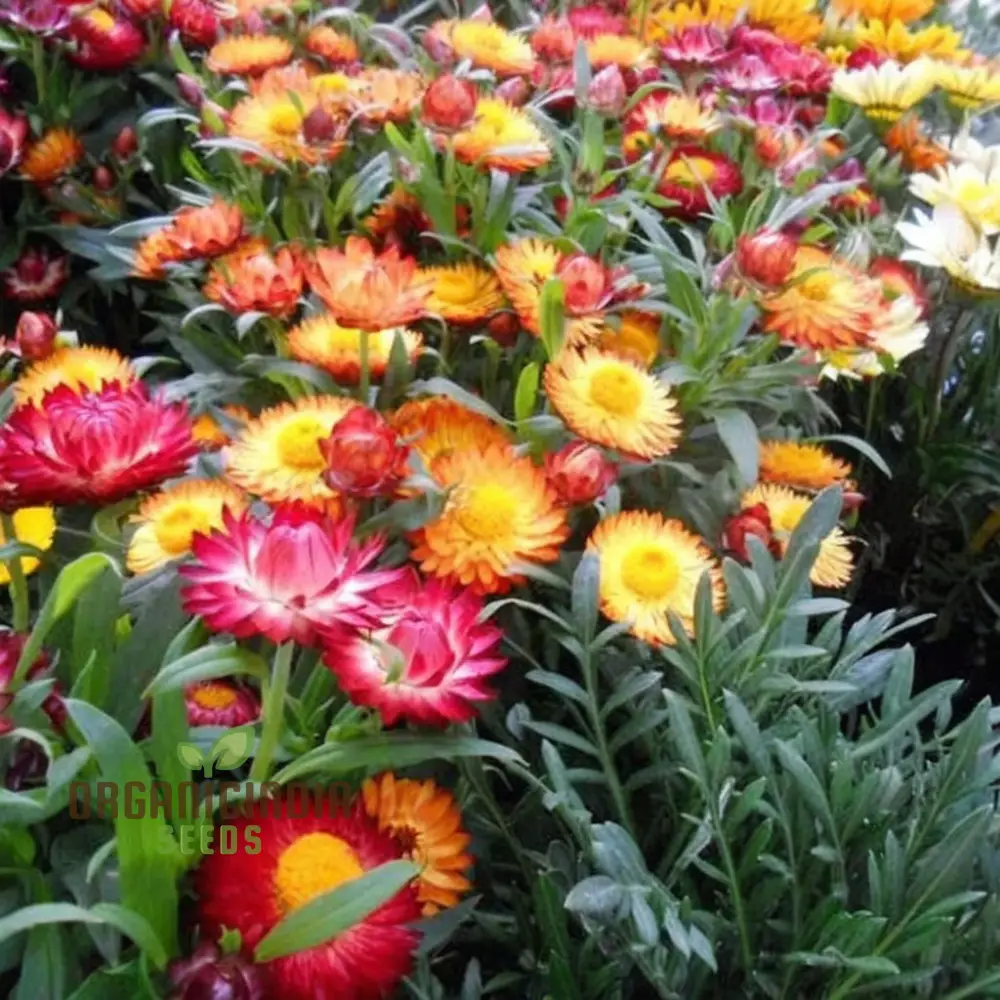 Mixed Strawflower Seeds for Vibrant Garden Blooms - Premium Quality Seeds for Lush and Colorful Flower Beds - Image 3