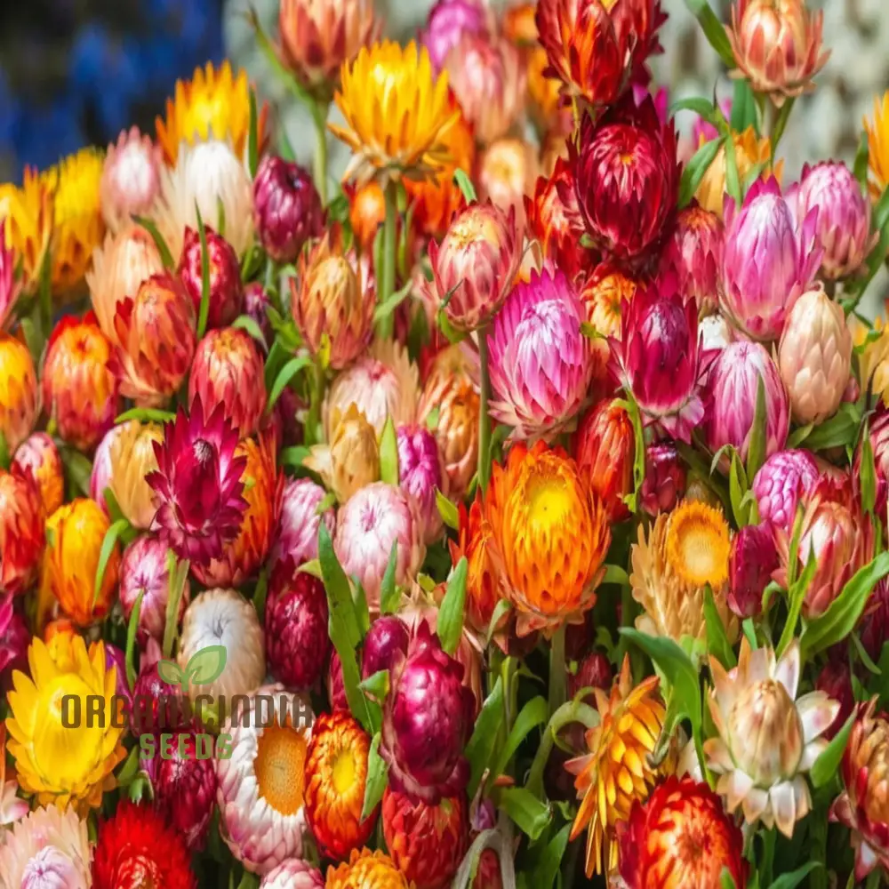 Mixed Strawflower Seeds for Vibrant Garden Blooms - Premium Quality Seeds for Lush and Colorful Flower Beds - Image 4