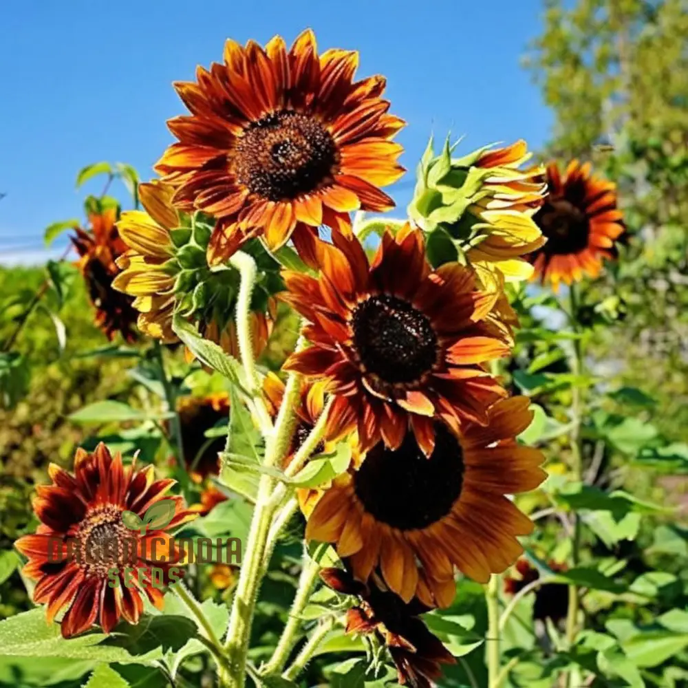 Mixed Sunflower Seeds, High Germination, Vibrant Colors, Ideal for Garden Landscaping - Image 3