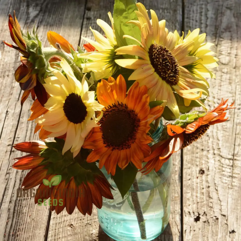 Mixed Sunflower Seeds, High Germination, Vibrant Colors, Ideal for Garden Landscaping - Image 4