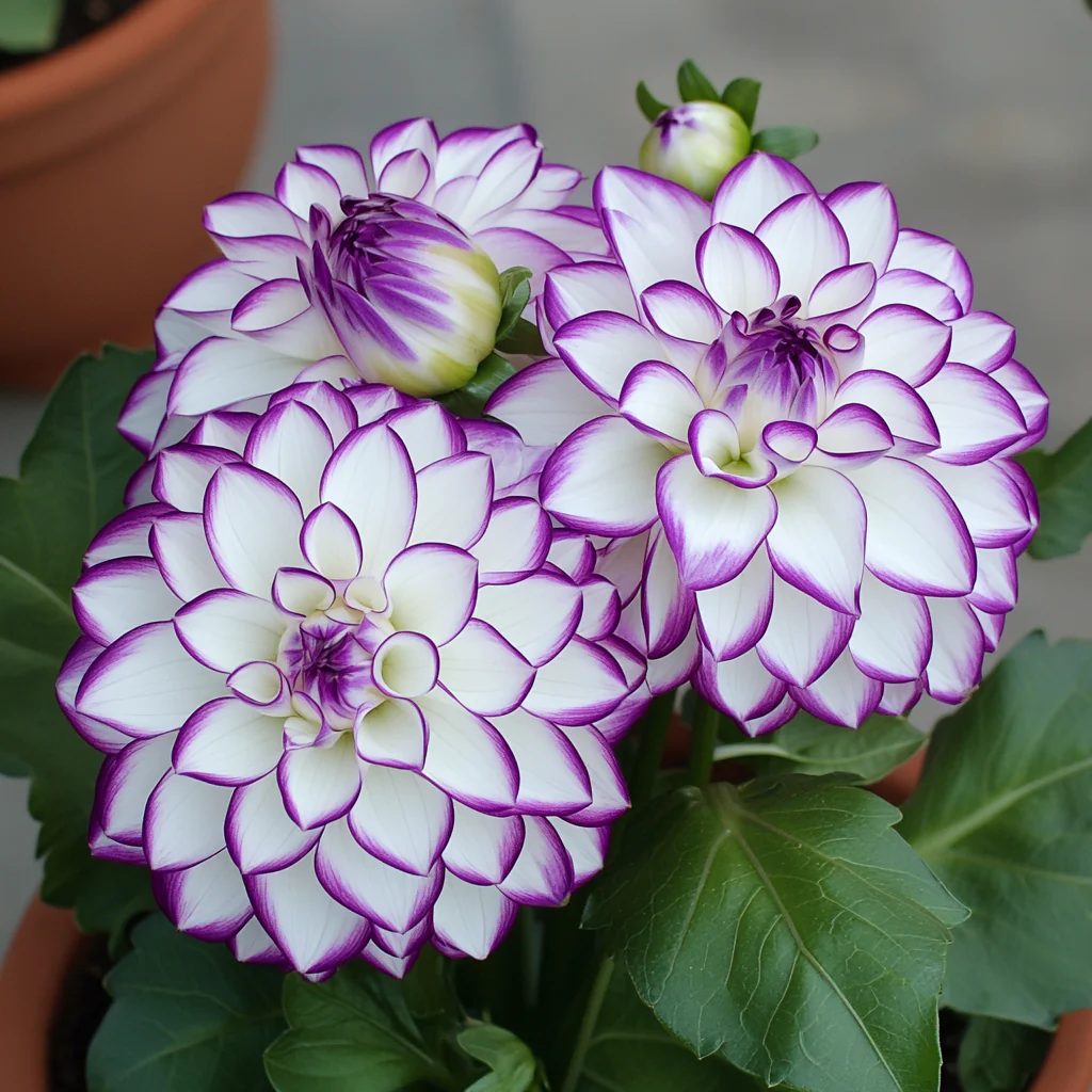 Mixed White and Purple Dahlia Flower Seeds - Image 5