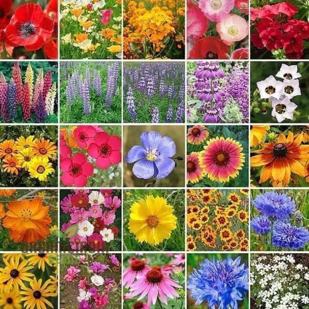 Mixed Wildflower Seeds for Vibrant Gardening Enthusiasts: Enhance Your Garden with Nature's Diversity