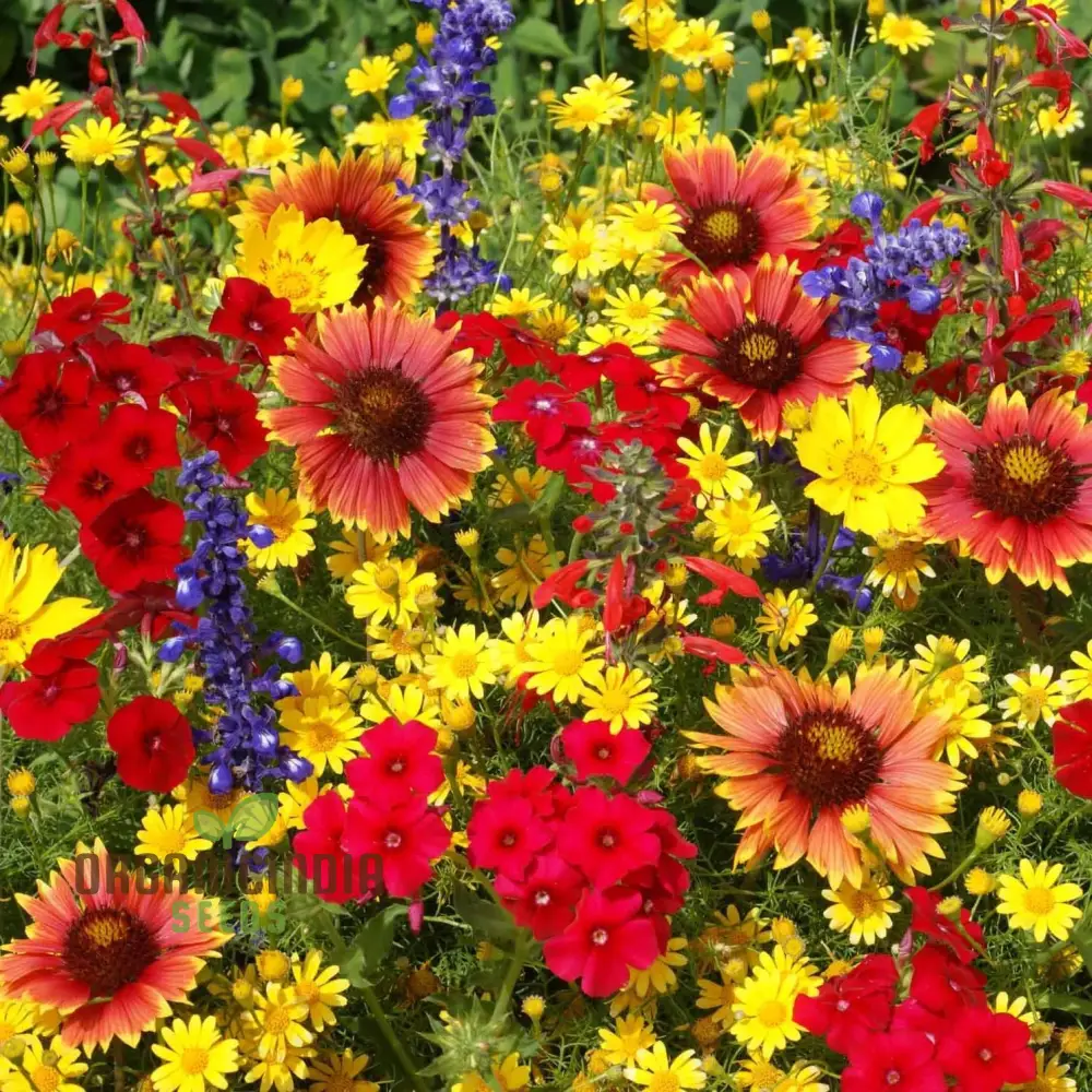 Mixed Wildflower Seeds for Vibrant Gardening Enthusiasts: Enhance Your Garden with Nature's Diversity - Image 3