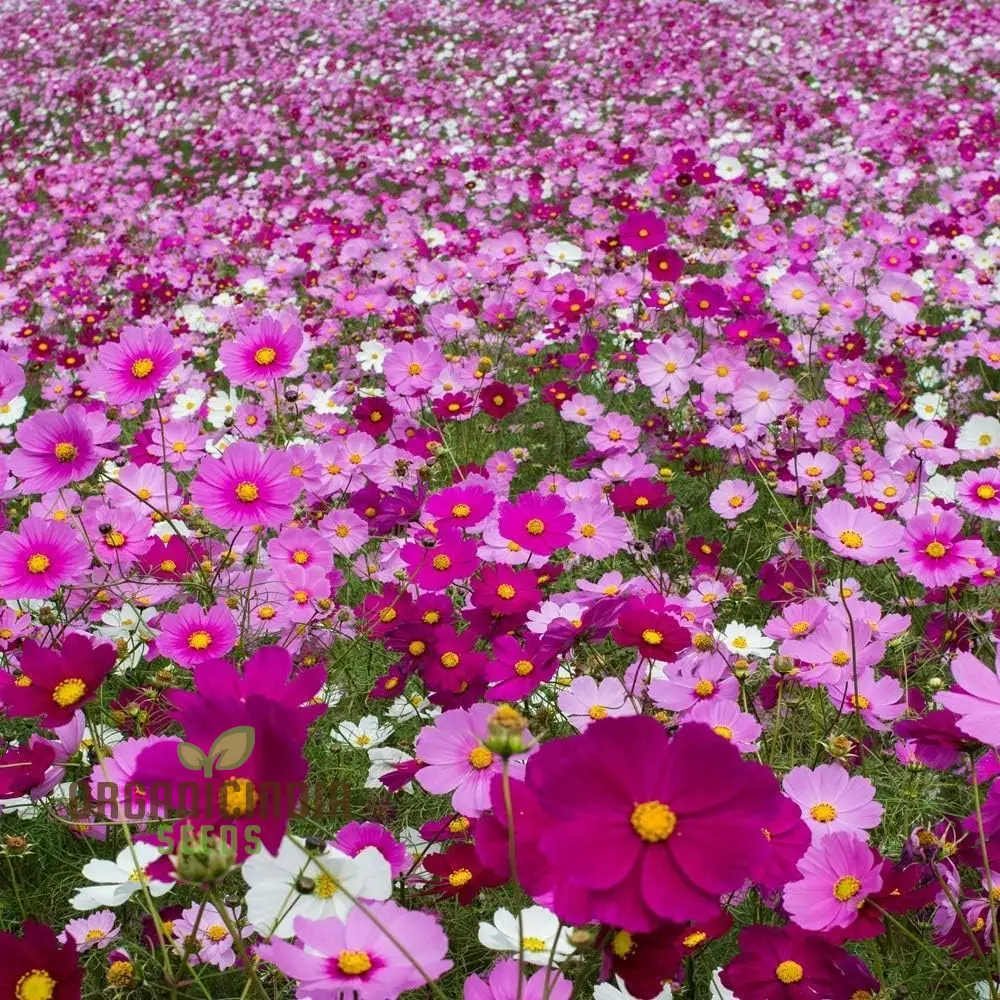 Mixed Wildflower Seeds for Vibrant Gardening Enthusiasts: Enhance Your Garden with Nature's Diversity - Image 4