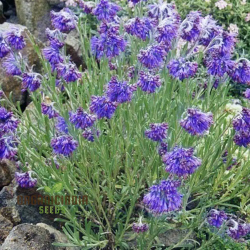 Moltkia Petraea Flower Seeds, Perfect for Gardening Enthusiasts, Vibrant Blooms, Ideal for Creating Stunning Garden