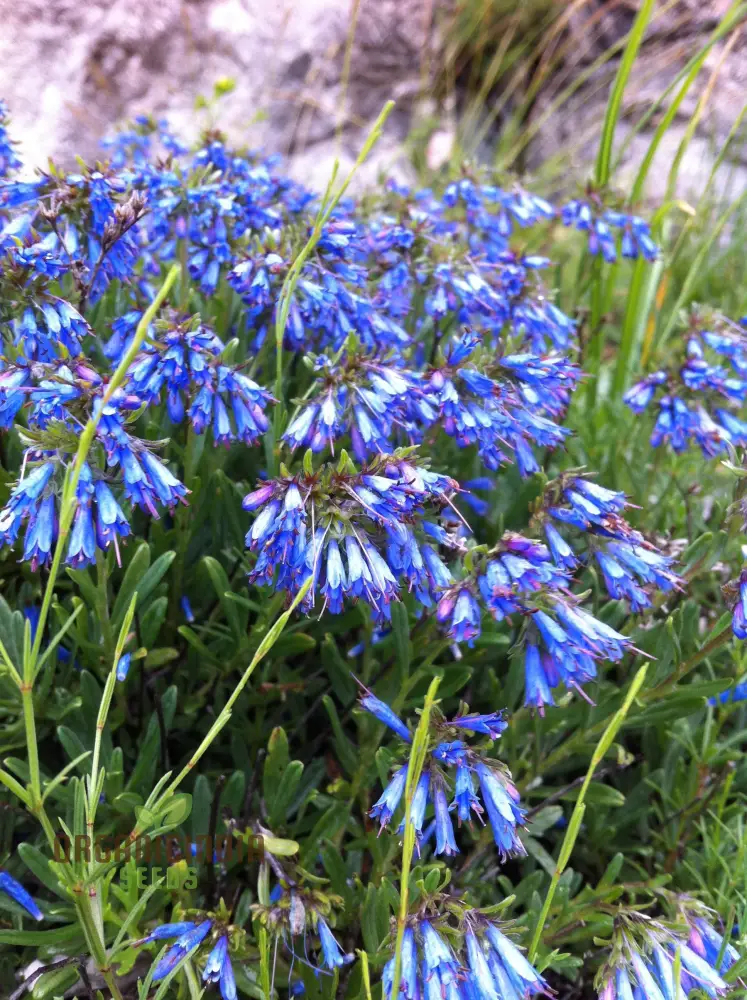 Moltkia Petraea Flower Seeds, Perfect for Gardening Enthusiasts, Vibrant Blooms, Ideal for Creating Stunning Garden - Image 3