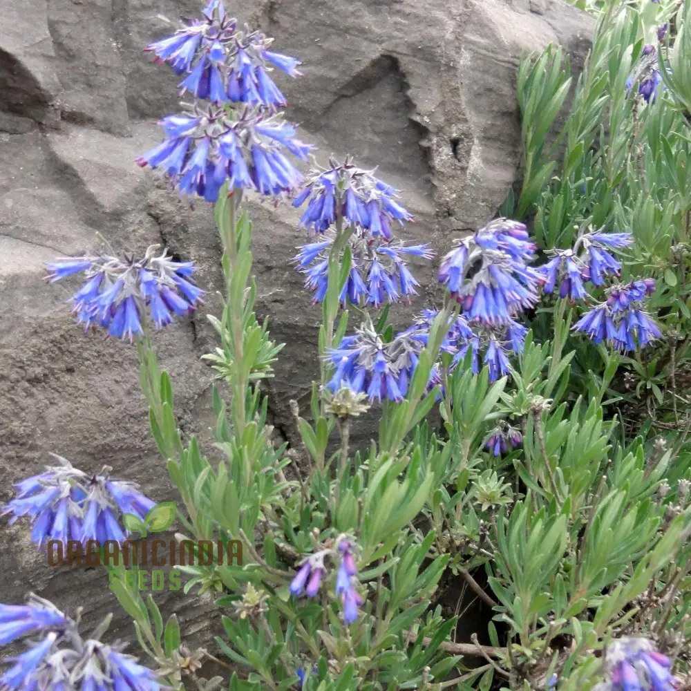 Moltkia Petraea Flower Seeds, Perfect for Gardening Enthusiasts, Vibrant Blooms, Ideal for Creating Stunning Garden - Image 4