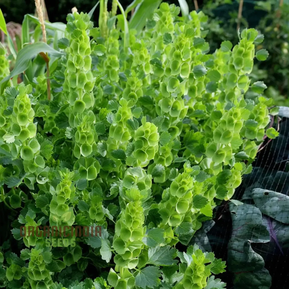 Moluccella laevis Seeds – Bells of Ireland for Lush Green Garden Foliage - Image 3