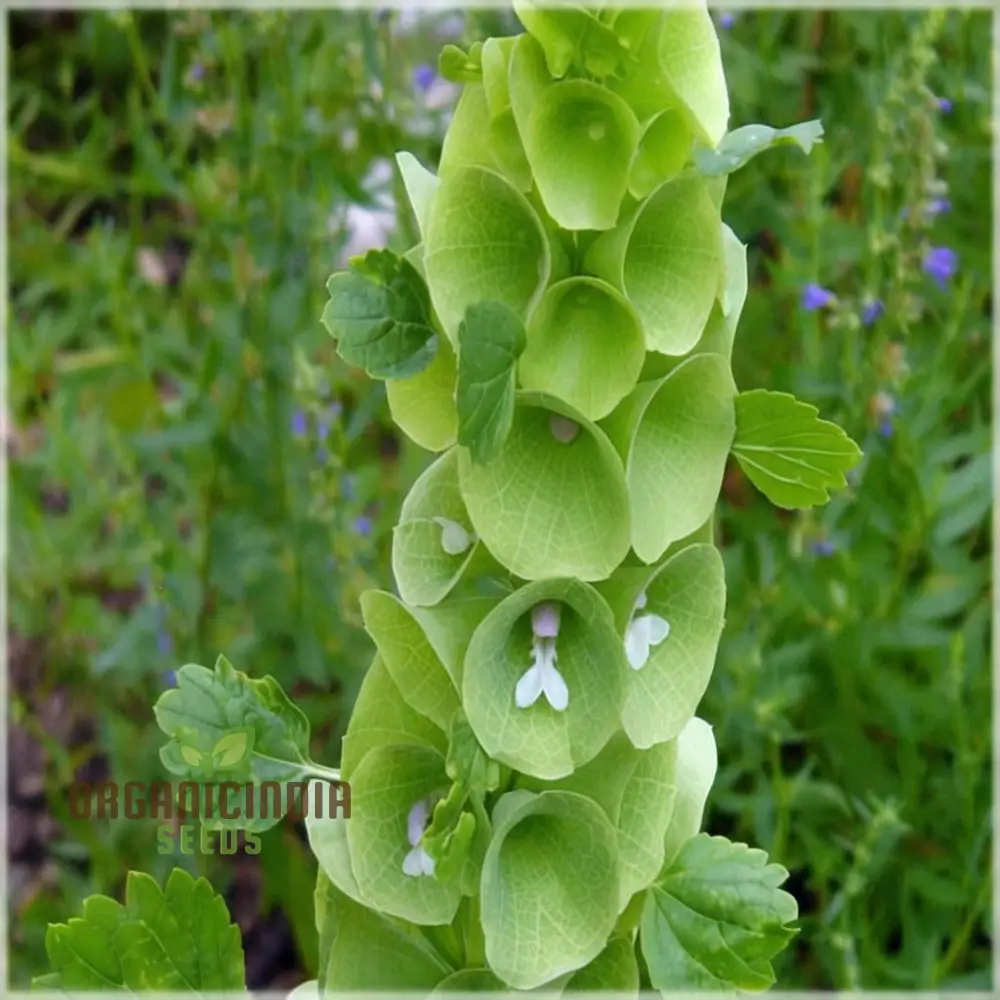 Moluccella laevis Seeds – Bells of Ireland for Lush Green Garden Foliage - Image 4