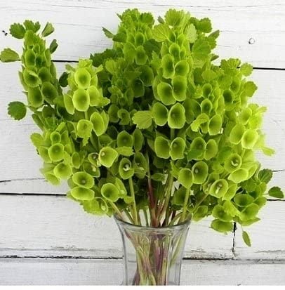 Moluccella laevis Seeds – Bells of Ireland for Lush Green Garden Foliage - Image 5