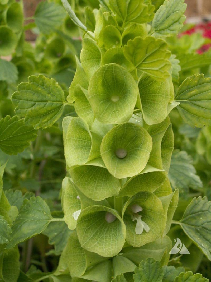 Moluccella laevis Seeds – Bells of Ireland for Lush Green Garden Foliage - Image 7