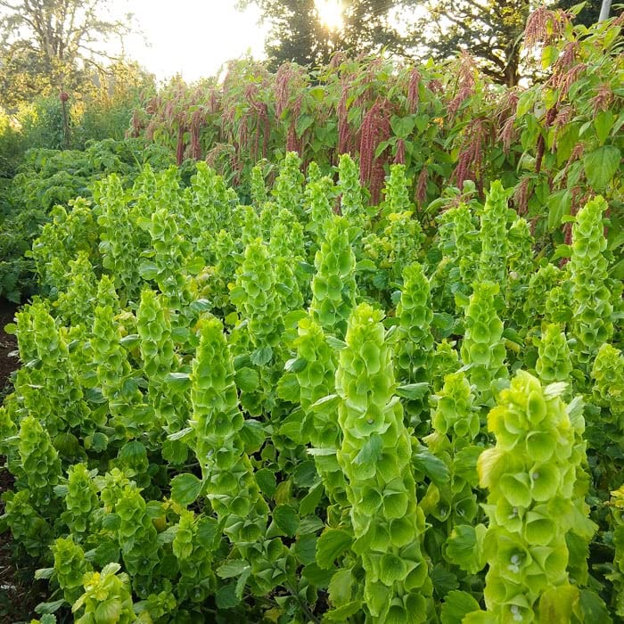 Moluccella laevis Seeds – Bells of Ireland for Lush Green Garden Foliage - Image 8