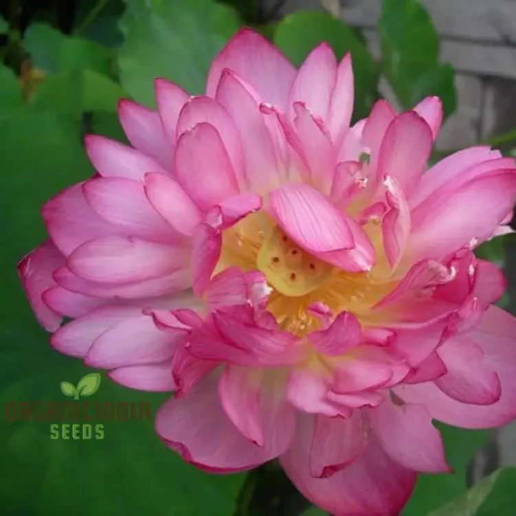Lotus Seeds (Momo Botan Lotus Seeds) - Exquisite Pink Blooms for Ponds & Water Gardens - Image 3