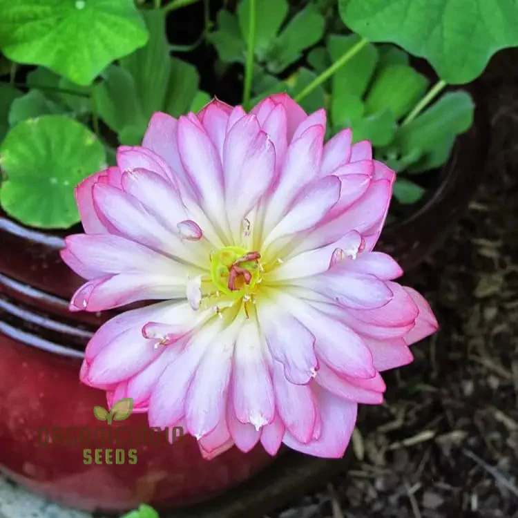 Lotus Seeds (Momo Botan Lotus Seeds) - Exquisite Pink Blooms for Ponds & Water Gardens - Image 4