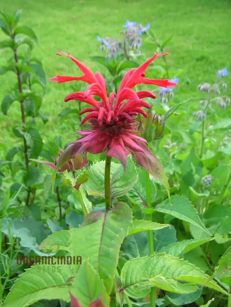 Monarda Didyma Bergamot Seeds for Vibrant Gardening Enthusiasts