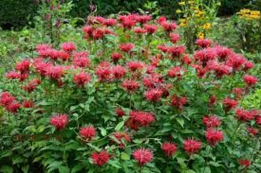 Monarda Didyma Bergamot Seeds for Vibrant Gardening Enthusiasts - Image 3