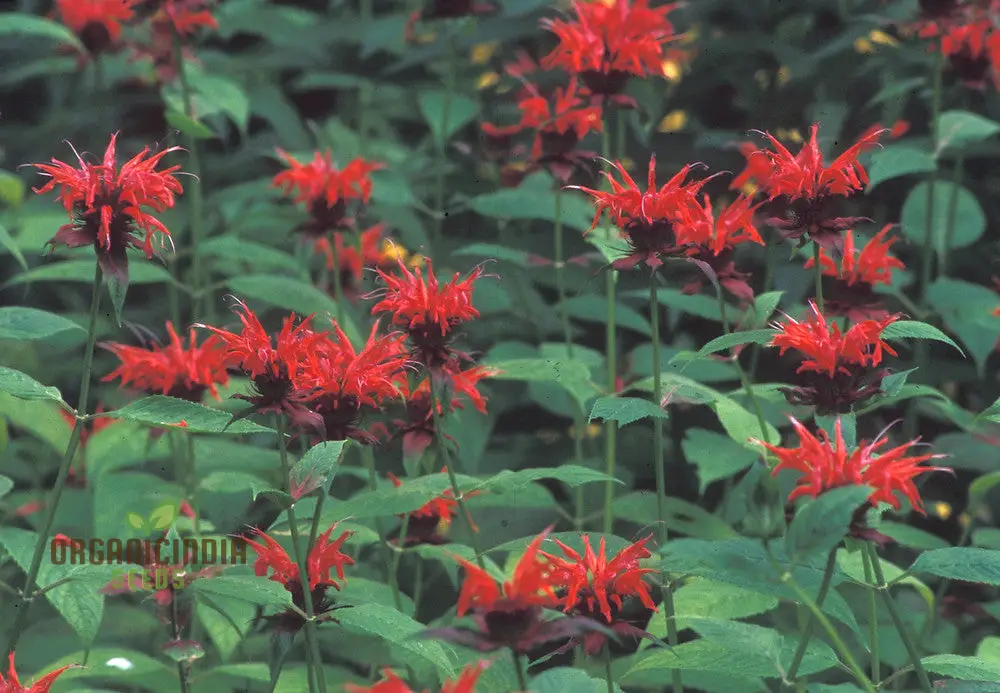 Monarda Didyma Bergamot Seeds for Vibrant Gardening Enthusiasts - Image 4
