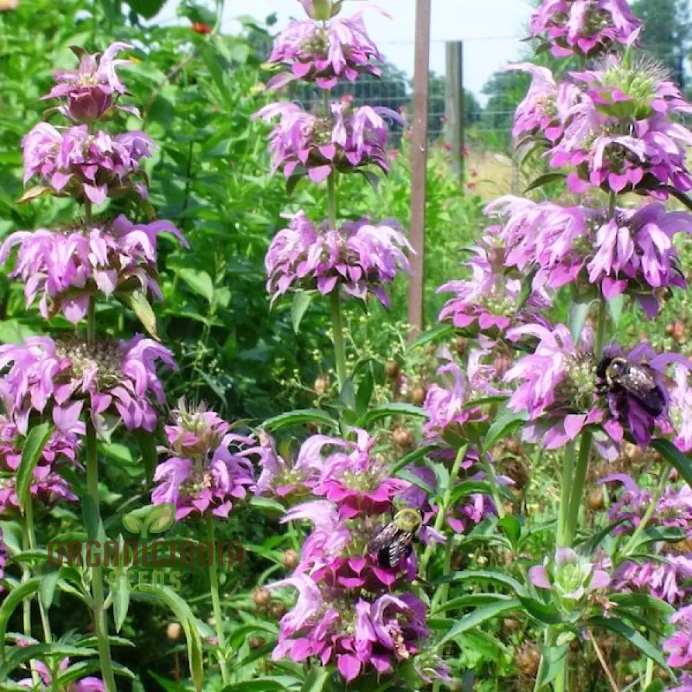 Monarda Hybrida 'Lambada' Flower Seeds for Planting, Vibrant Perennial Blooms for Gardening