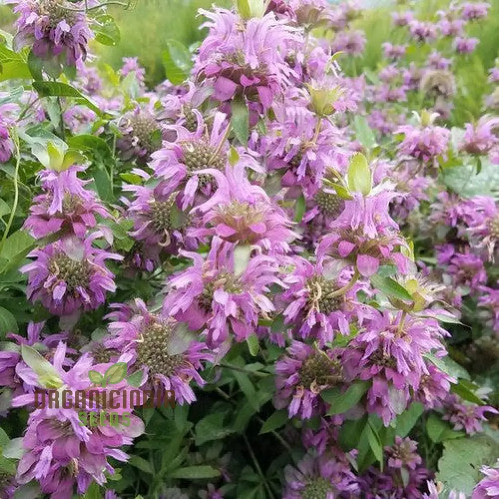 Monarda Hybrida 'Lambada' Flower Seeds for Planting, Vibrant Perennial Blooms for Gardening - Image 3