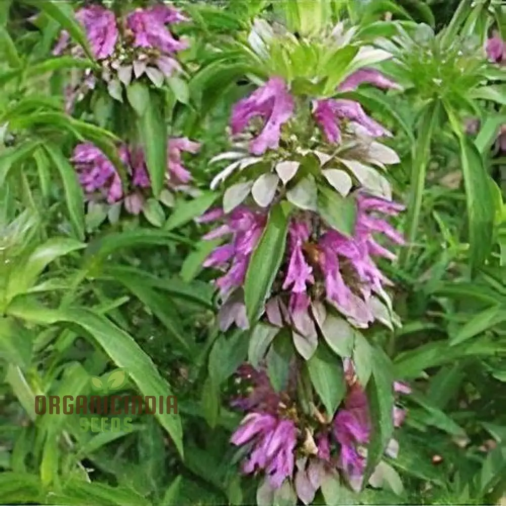 Monarda Hybrida 'Lambada' Flower Seeds for Planting, Vibrant Perennial Blooms for Gardening - Image 4