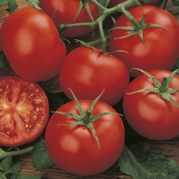 Moneymaker Tomato Seeds – High-Yield, Classic Heirloom Variety - Image 2
