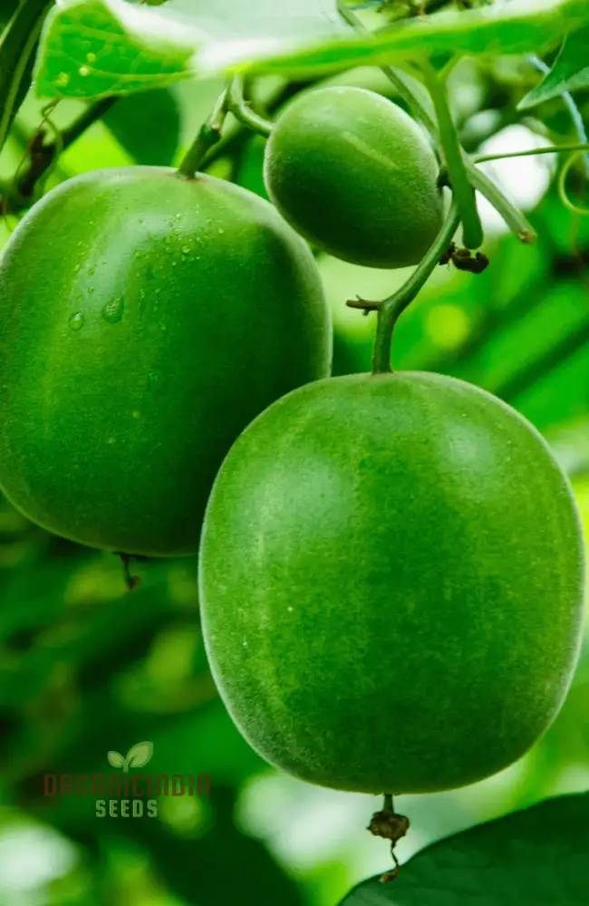 Monk fruit (Luo Han Guo) Seeds For Planting - Cultivate Your Own Exotic Fruit Garden - Image 3