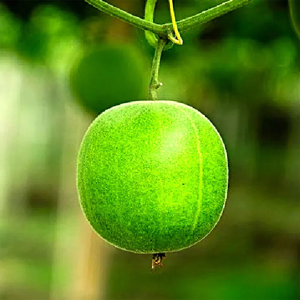 Monk fruit (Luo Han Guo) Seeds For Planting - Cultivate Your Own Exotic Fruit Garden - Image 5