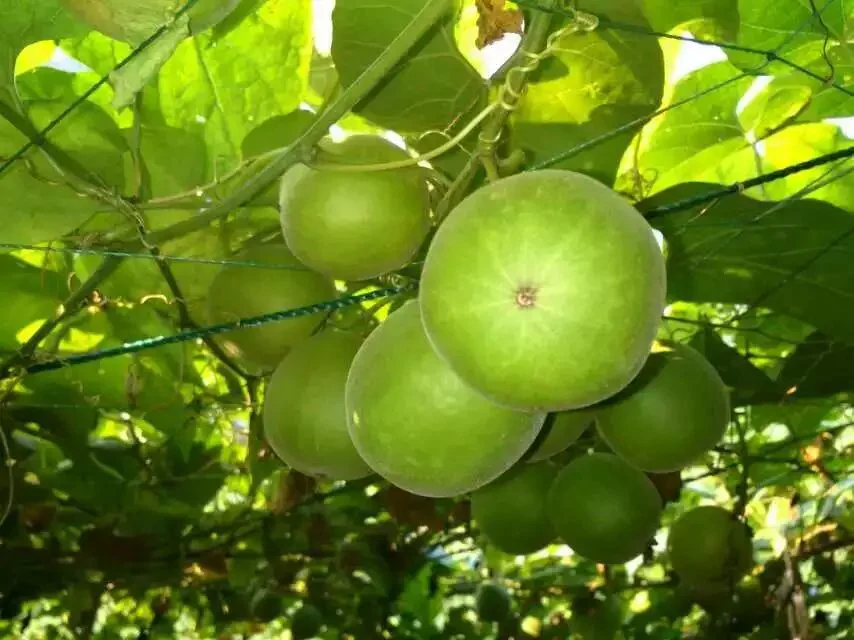 Monk fruit (Luo Han Guo) Seeds For Planting - Cultivate Your Own Exotic Fruit Garden - Image 6