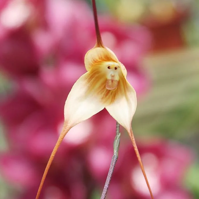 Monkey Face Orchid Seeds  Dracula Simia Perennial Non GMO Fragrant Indoor Plant - Image 3
