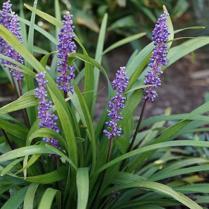 Monkey Grass Seeds – Liriope Perennial, Low Maintenance Ground Cover or Edging Plant for Landscaping