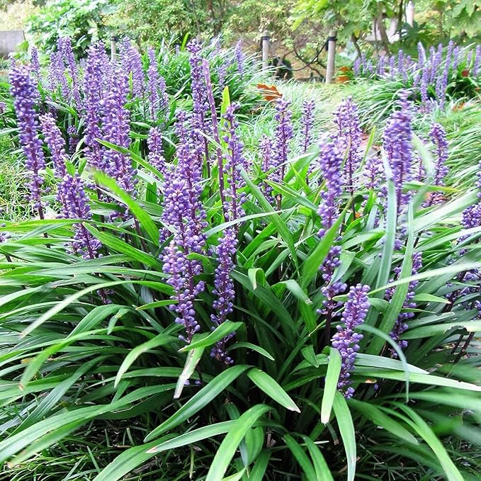 Monkey Grass Seeds – Liriope Perennial, Low Maintenance Ground Cover or Edging Plant for Landscaping - Image 3