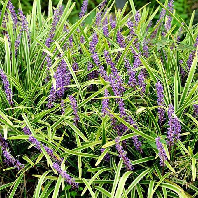 Monkey Grass Seeds – Liriope Perennial, Low Maintenance Ground Cover or Edging Plant for Landscaping - Image 4