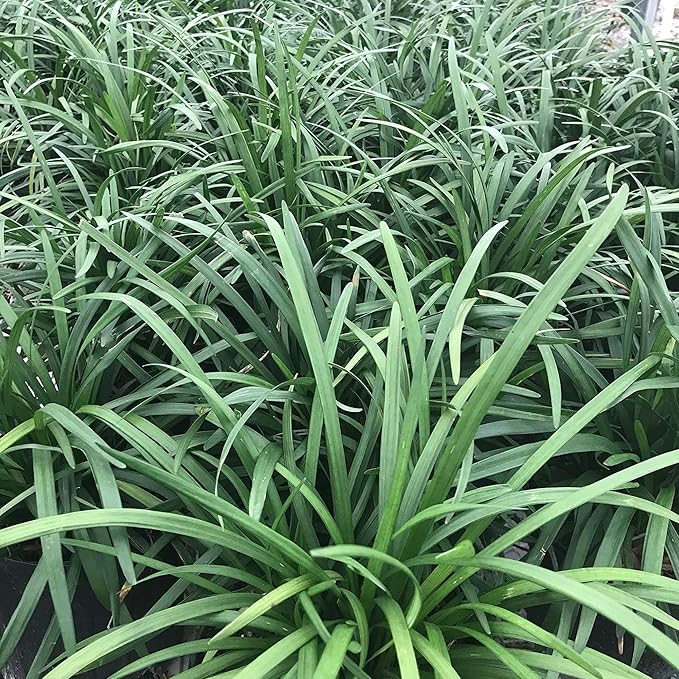 Monkey Grass Seeds – Liriope Perennial, Low Maintenance Ground Cover or Edging Plant for Landscaping - Image 5