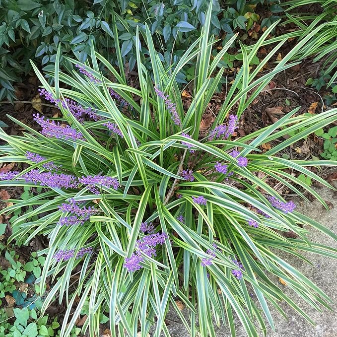 Monkey Grass Seeds – Liriope Perennial, Low Maintenance Ground Cover or Edging Plant for Landscaping - Image 6