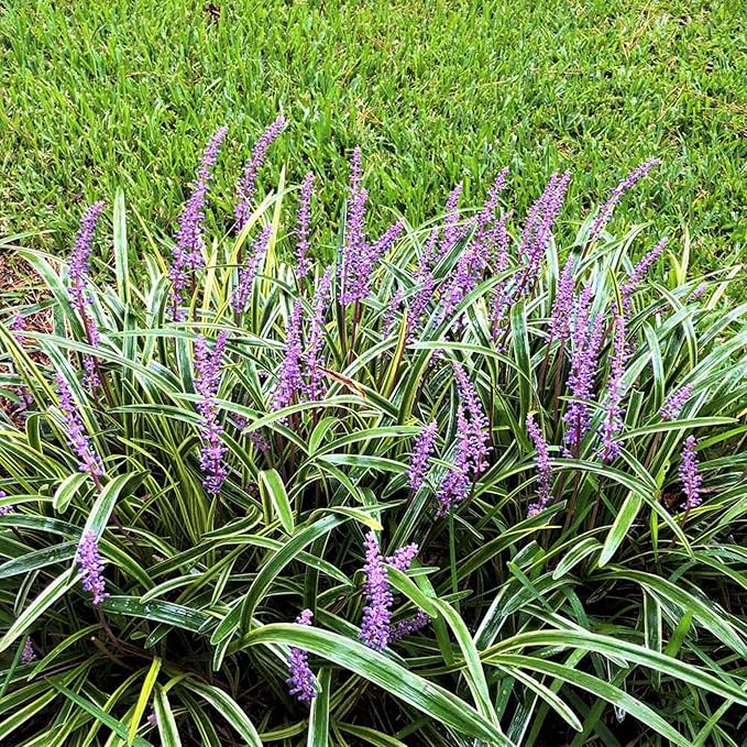 Monkey Grass Seeds – Liriope Perennial, Low Maintenance Ground Cover or Edging Plant for Landscaping - Image 7