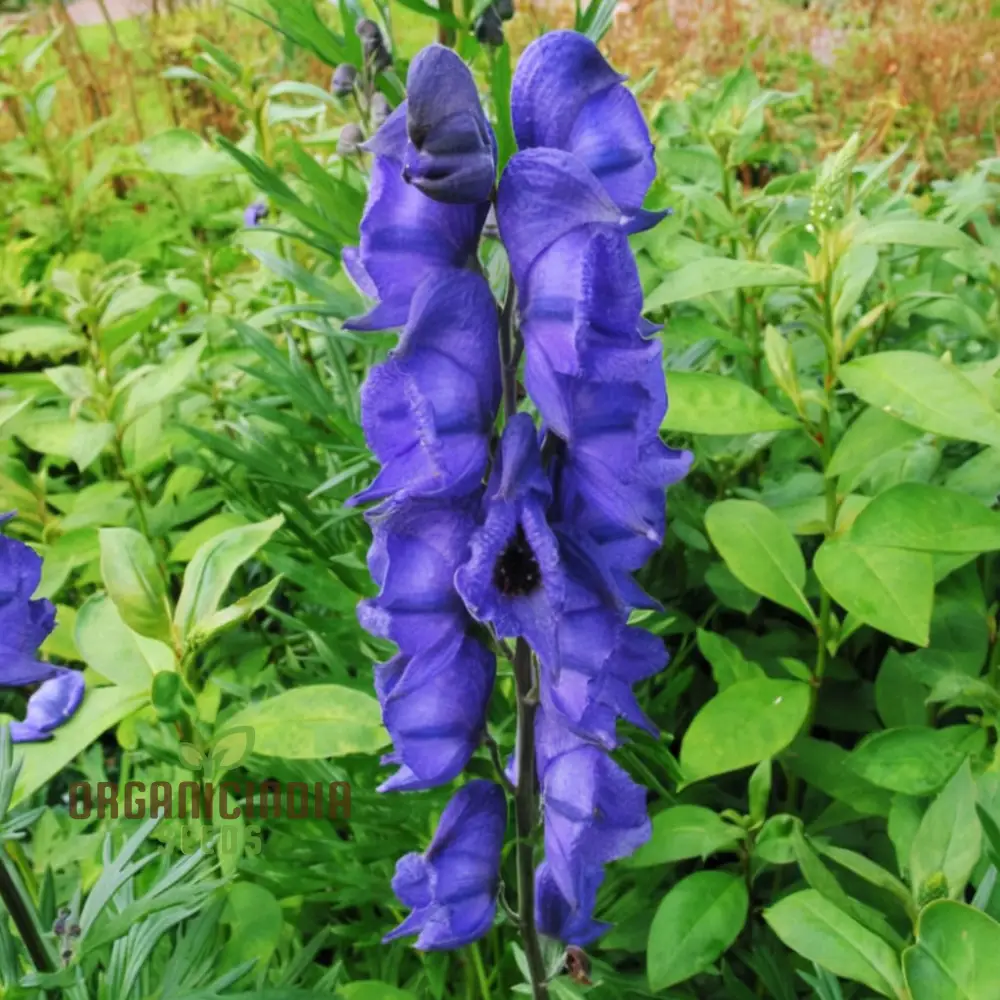 Monkshood (Aconitum Napellus) Seeds â€“ Elevate Your Gardening Experience with Striking, Majestic Blooms