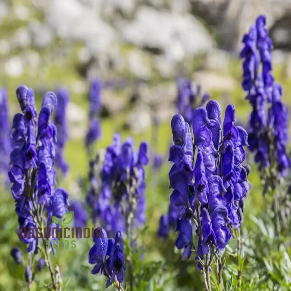 Monkshood (Aconitum Napellus) Seeds â€“ Elevate Your Gardening Experience with Striking, Majestic Blooms - Image 3