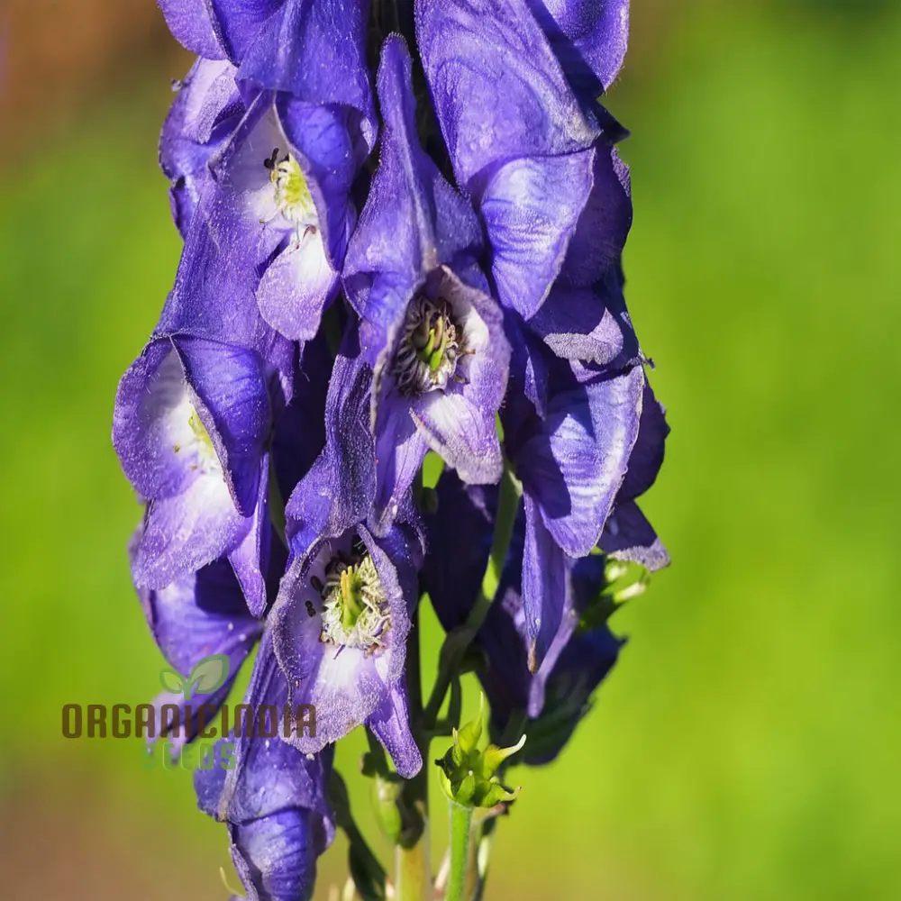 Monkshood (Aconitum Napellus) Seeds â€“ Elevate Your Gardening Experience with Striking, Majestic Blooms - Image 4