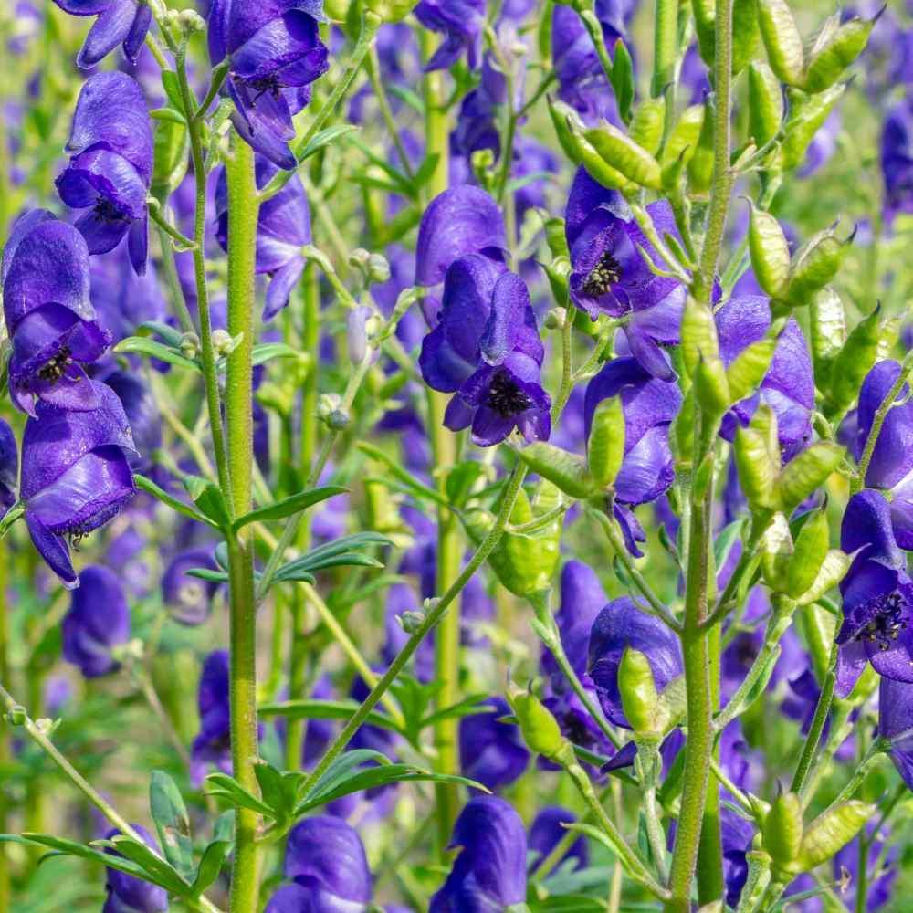 Monkshood Seeds for Planting