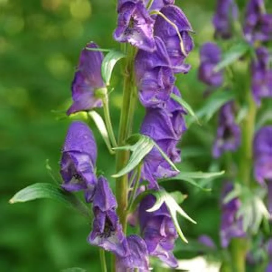 Monkshood Seeds for Planting - Image 3