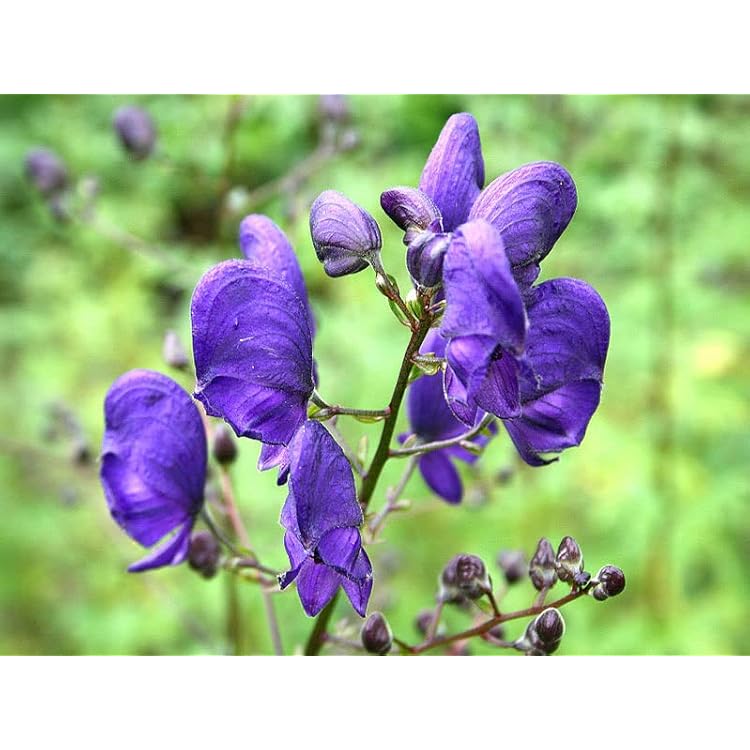 Monkshood Seeds for Planting - Image 4